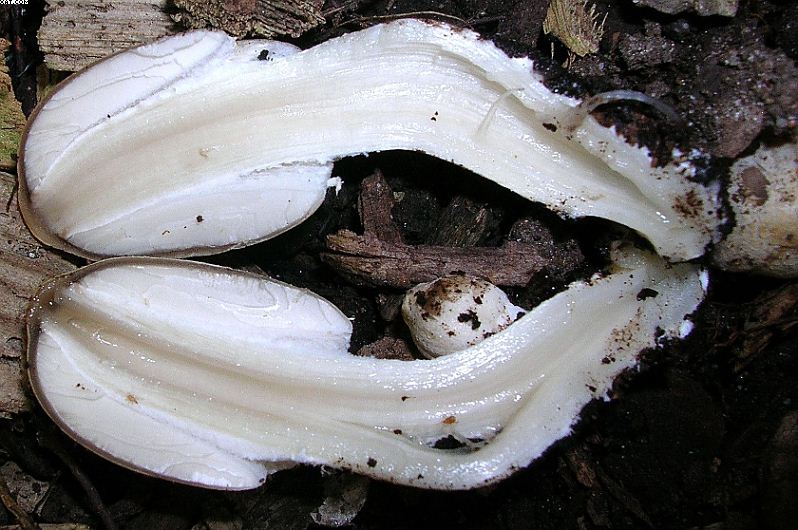 Coprinopsis strossmayeri (Schulzer) Redhead et al.